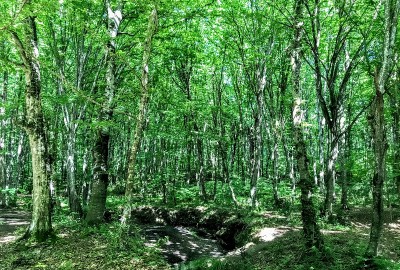 Kıyıköy Doğa Yürüyüşü - Trekking ve Yüzme Turu